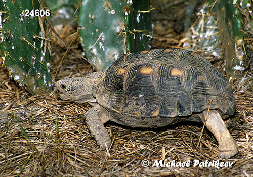 Texas Tortoise (Gopherus berlandieri)